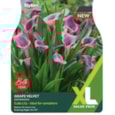 Taylors Zantedeschia Grape Velvet 2pk Taylors Zantedeschia Grape Velvet 2pk