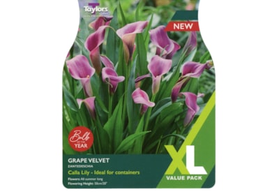 Taylors Zantedeschia Grape Velvet 2pk Taylors Zantedeschia Grape Velvet 2pk