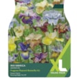 Taylors Iris Sibirica Mix Taylors Iris Sibirica Mix