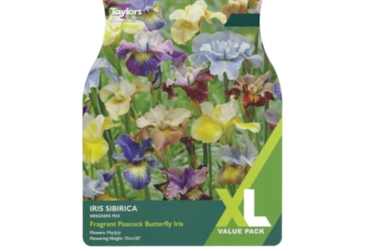 Taylors Iris Sibirica Mix Taylors Iris Sibirica Mix