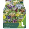 Taylors Iris Sibirica Mix Taylors Iris Sibirica Mix