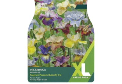 Taylors Iris Sibirica Mix Taylors Iris Sibirica Mix