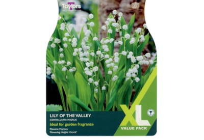 Taylors Lily Of The Valley Taylors Lily Of The Valley