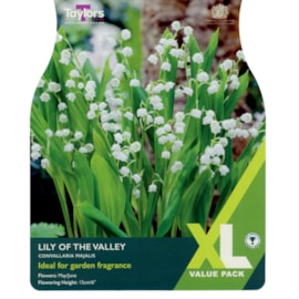 Taylors Lily Of The Valley