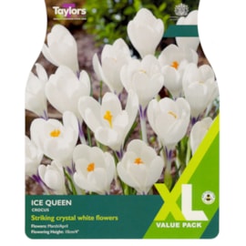 Taylors Crocus Ice Queen 25s Taylors Crocus Ice Queen 25s