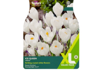 Taylors Crocus Ice Queen 25s Taylors Crocus Ice Queen 25s