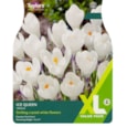 Taylors Crocus Ice Queen 25s Taylors Crocus Ice Queen 25s