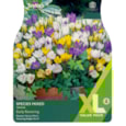 Taylors Crocus Species Mixed 60s Taylors Crocus Species Mixed 60s