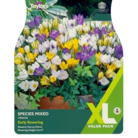 Taylors Crocus Species Mixed 60s Taylors Crocus Species Mixed 60s