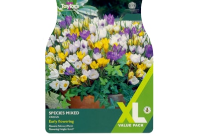 Taylors Crocus Species Mixed 60s Taylors Crocus Species Mixed 60s