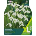 Taylors Snowdrops 25s Taylors Snowdrops 25s