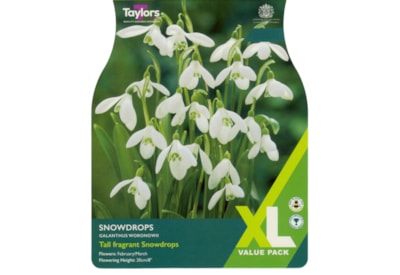 Taylors Snowdrops 25s Taylors Snowdrops 25s