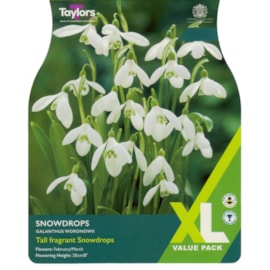 Taylors Snowdrops 25s