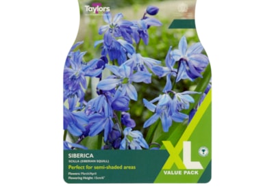 Taylors Scilla Siberica 50s Taylors Scilla Siberica 50s