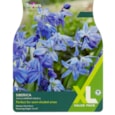 Taylors Scilla Siberica 50s