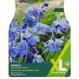 Taylors Scilla Siberica 50s