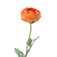 Gisela Graham Orange Ranunculus Stem 50cm Gisela Graham Orange Ranunculus Stem 50cm